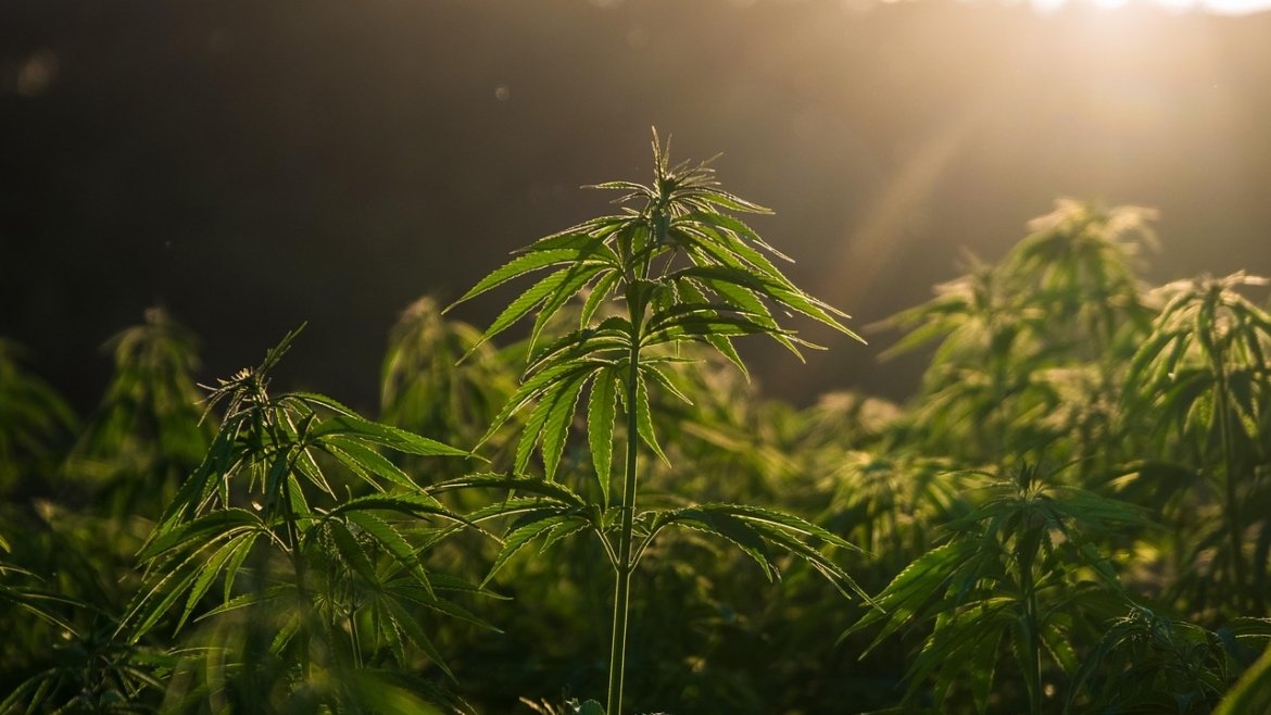 Cannabispflanzen