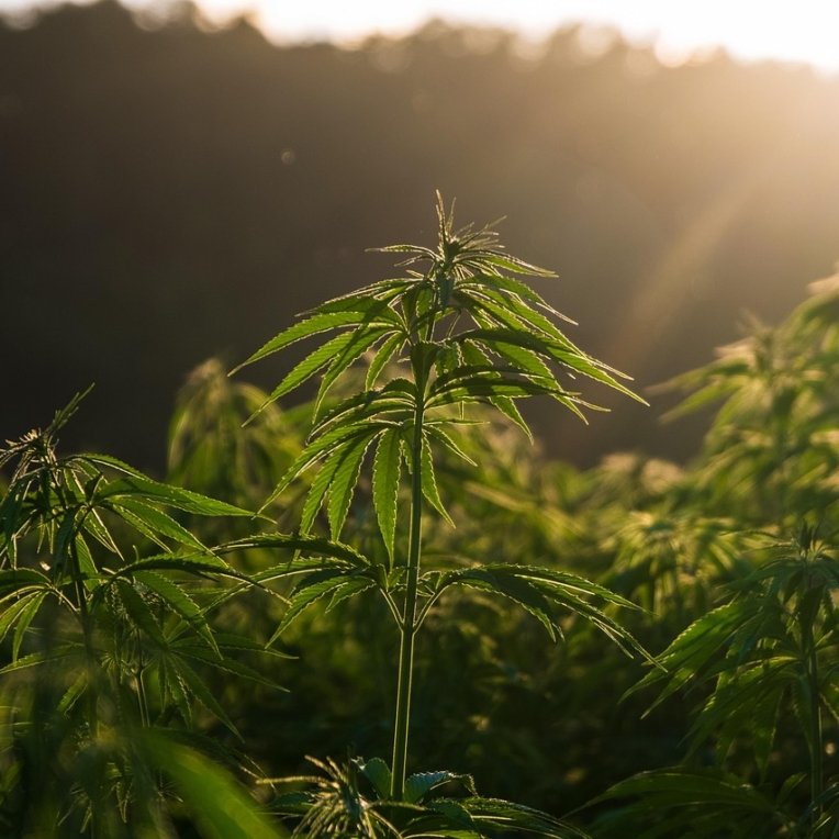 Cannabispflanzen